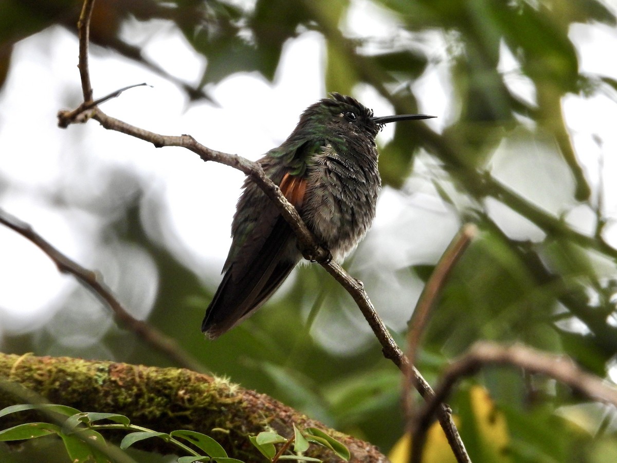 Stripe-tailed Hummingbird - ML616725858
