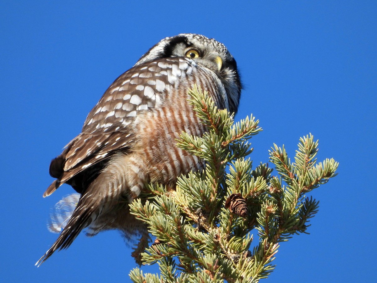 Northern Hawk Owl - ML616725897