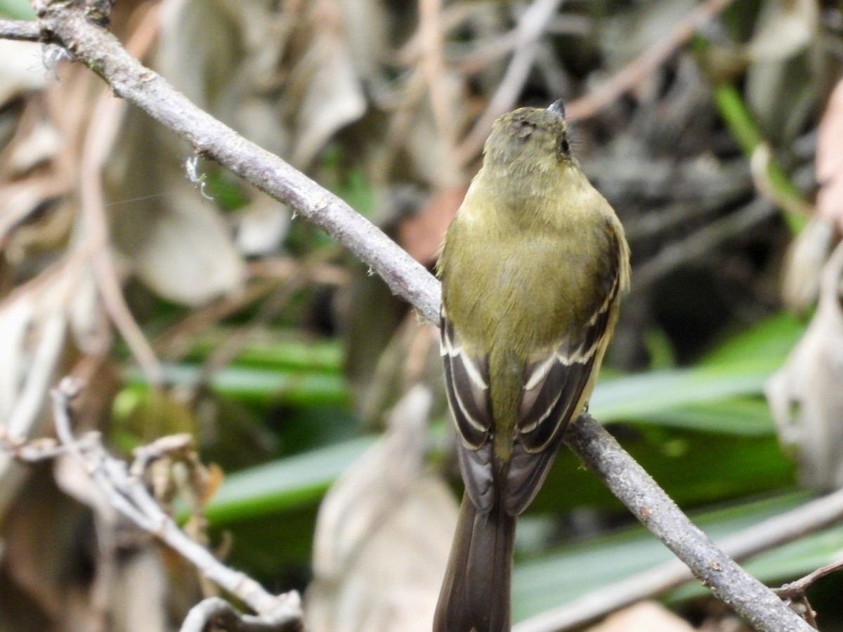 Ochraceous Pewee - ML616725961