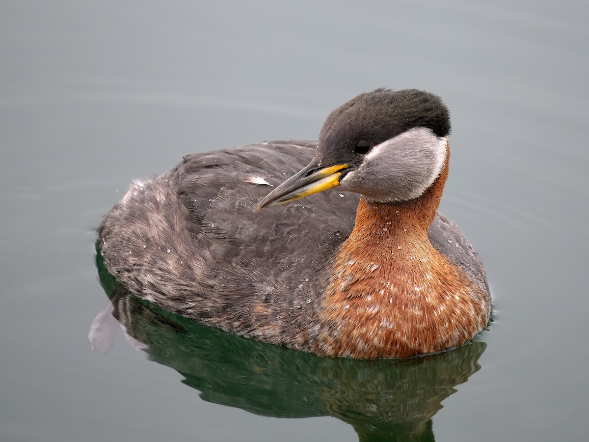 Red-necked Grebe - ML616725984
