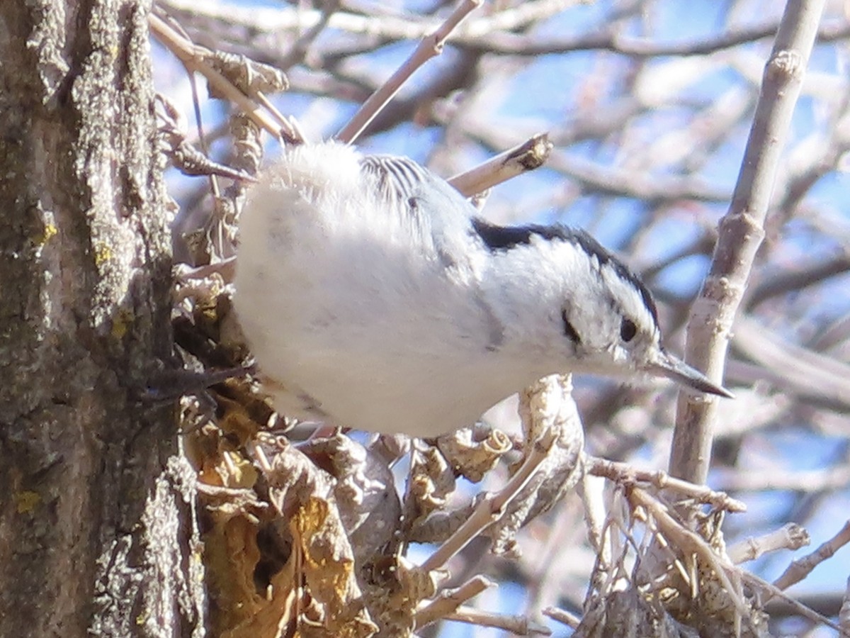 White-breasted Nuthatch - Gail Fennell