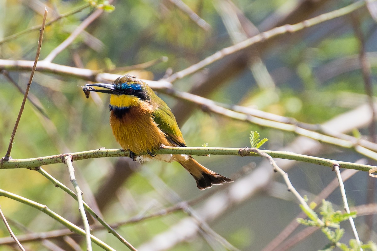 Ethiopian Bee-eater - ML616726086