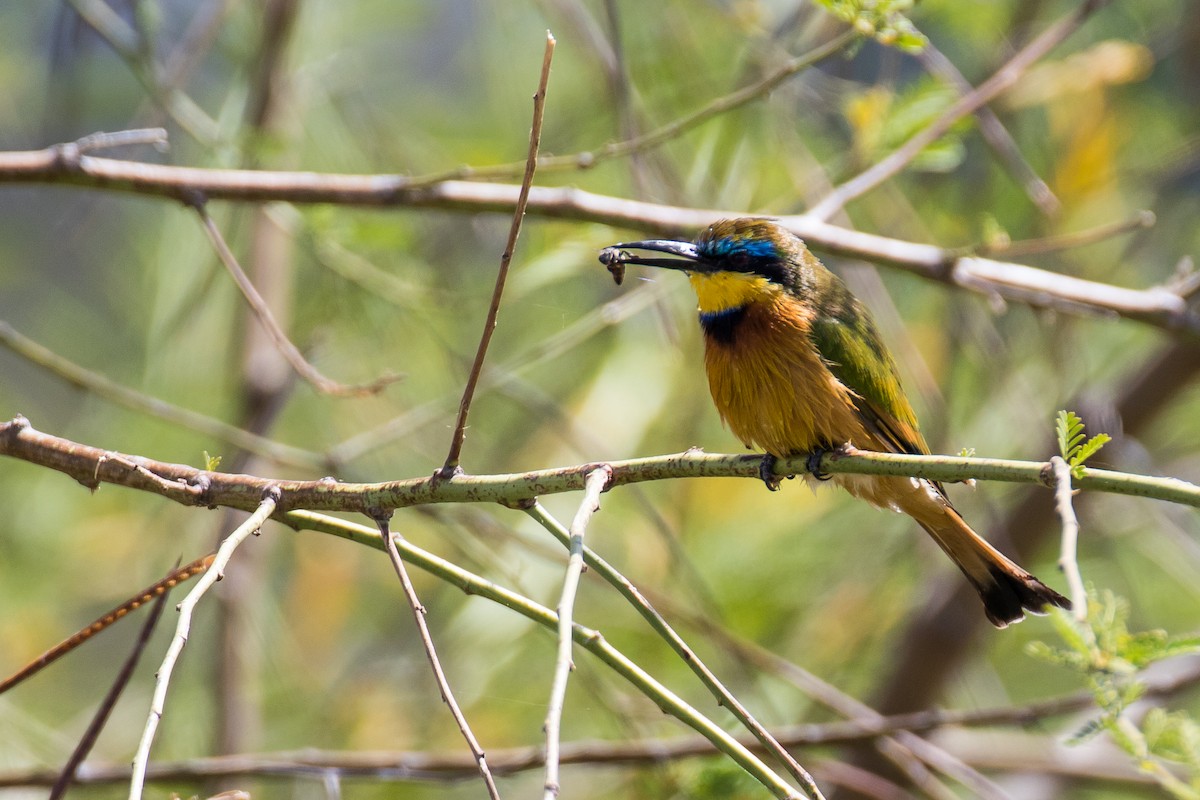 Ethiopian Bee-eater - ML616726087