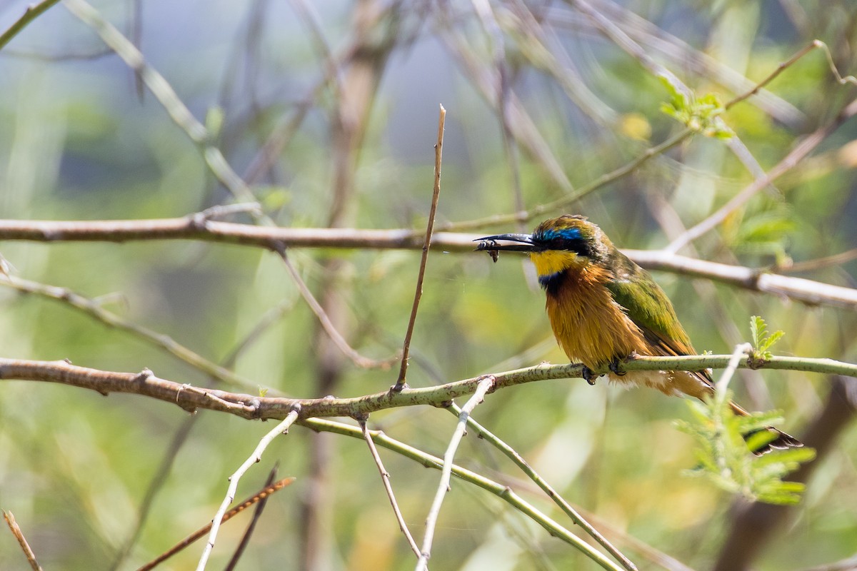 Ethiopian Bee-eater - ML616726088
