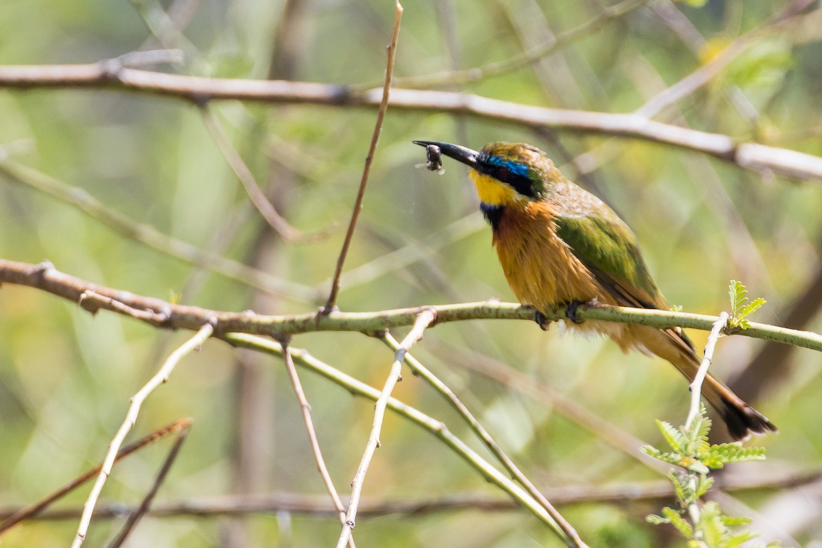 Ethiopian Bee-eater - ML616726089