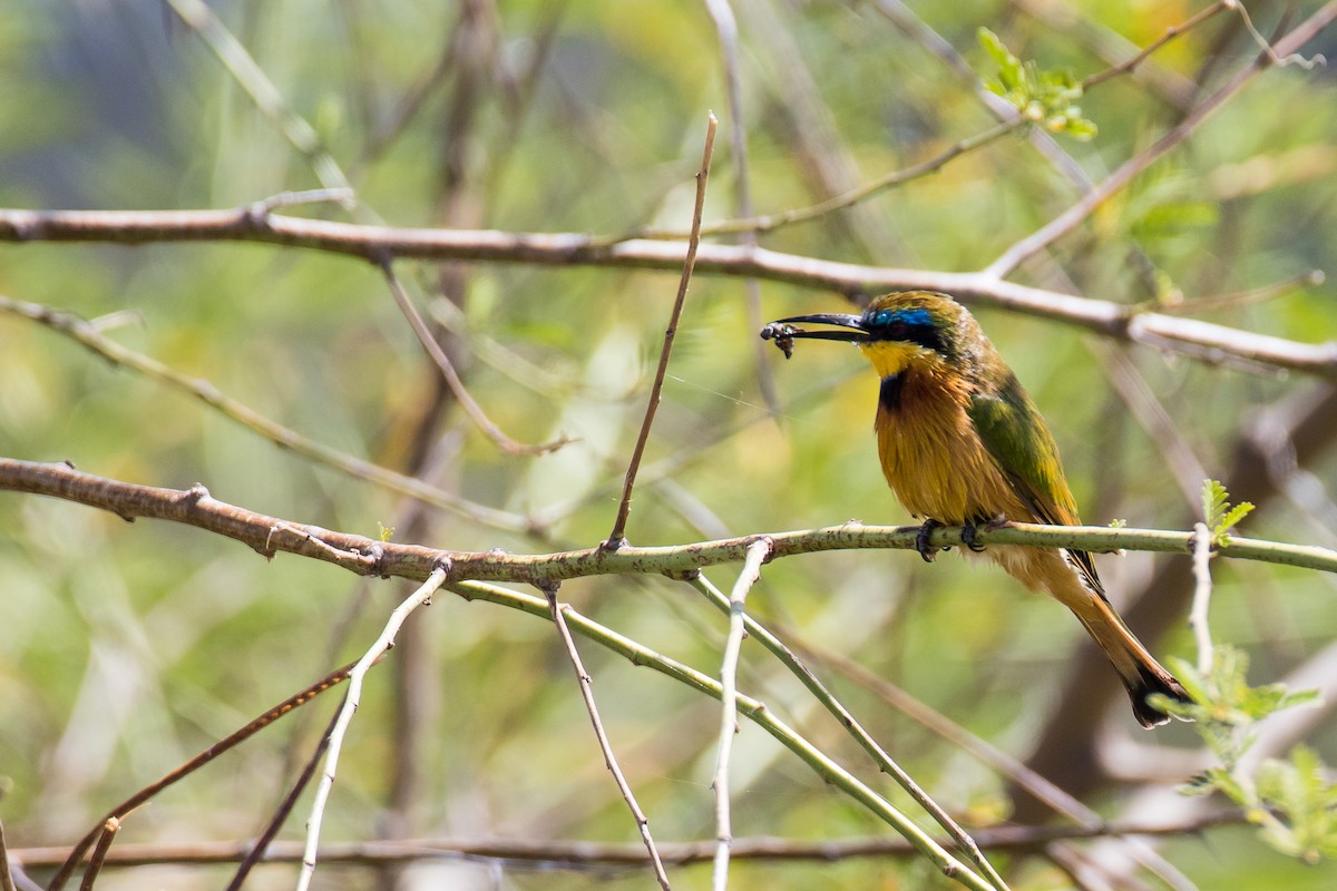 Ethiopian Bee-eater - ML616726091