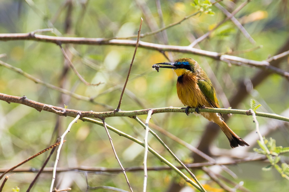 Ethiopian Bee-eater - ML616726092