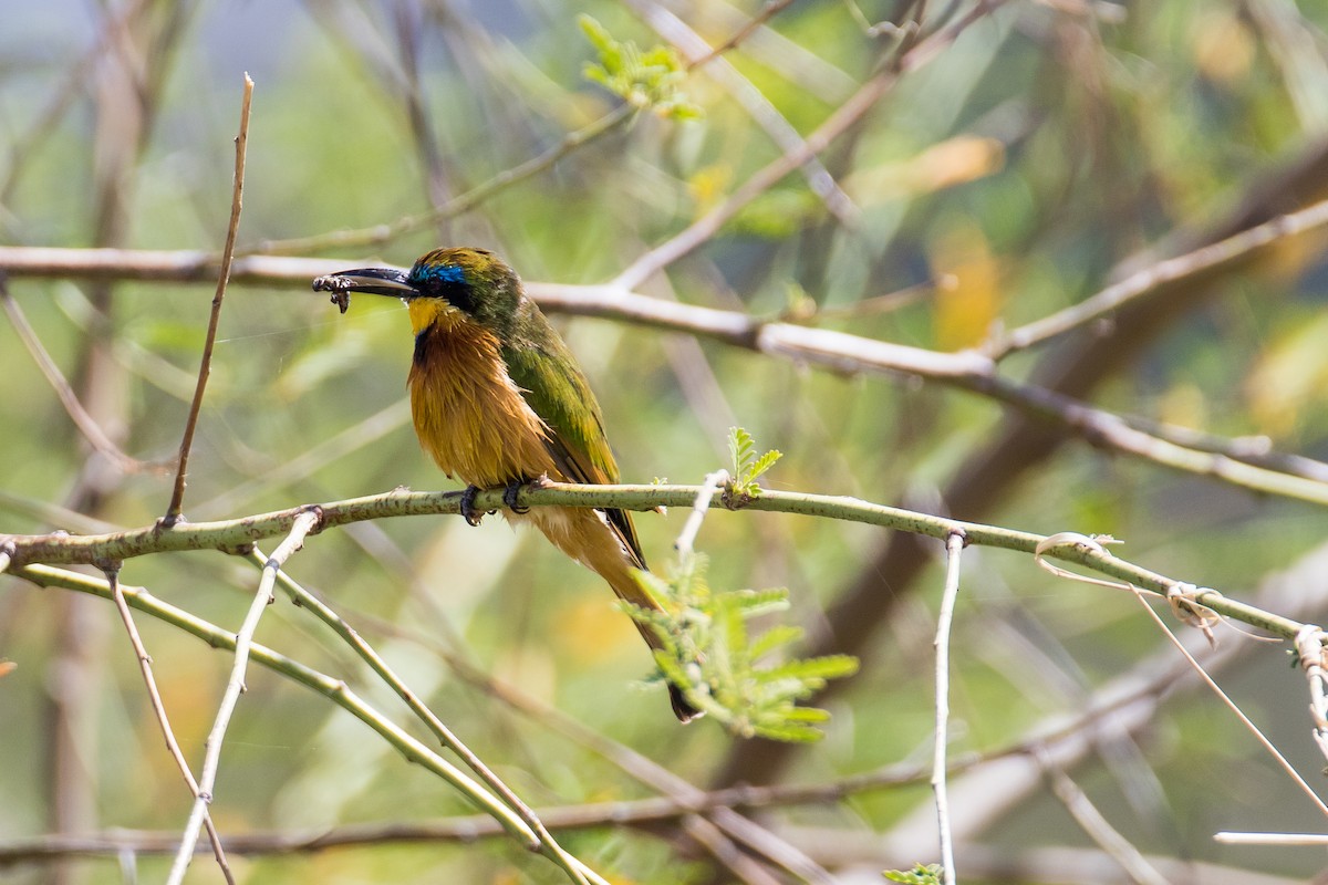 Ethiopian Bee-eater - ML616726093