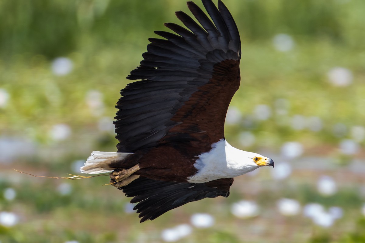 African Fish-Eagle - ML616726169