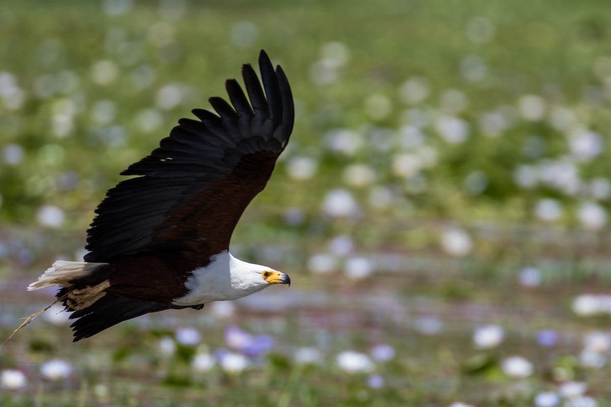 African Fish-Eagle - ML616726170