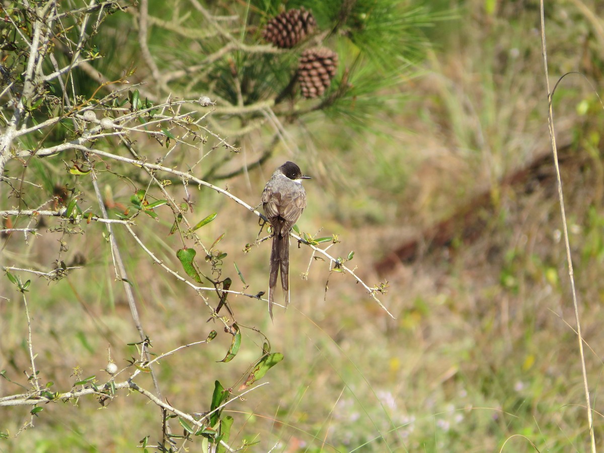 Fork-tailed Flycatcher (savana) - Brian Cammarano