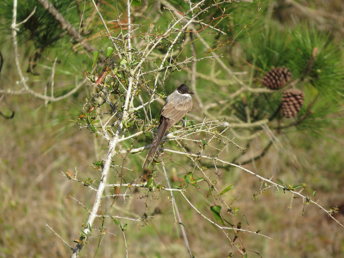 Fork-tailed Flycatcher (savana) - ML616726212