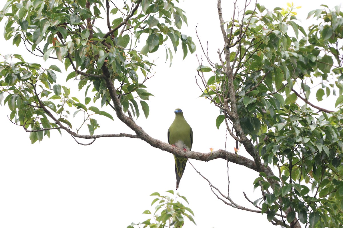 Yellow-vented Green-Pigeon - ML616726228