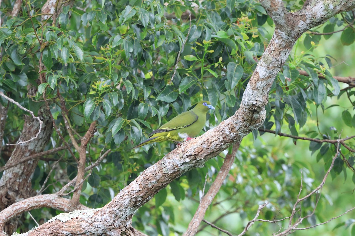 Yellow-vented Green-Pigeon - ML616726238