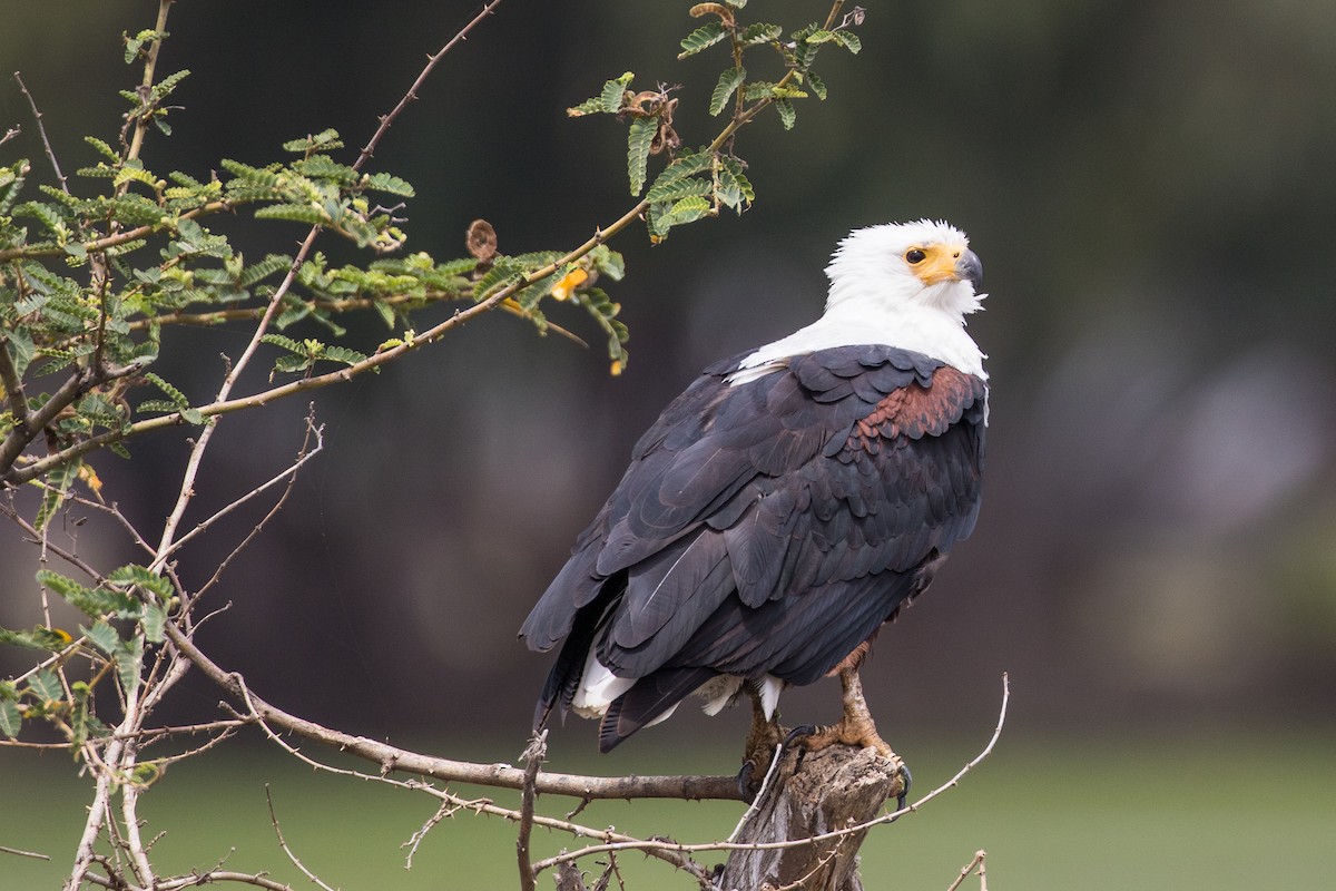 African Fish-Eagle - ML616726303