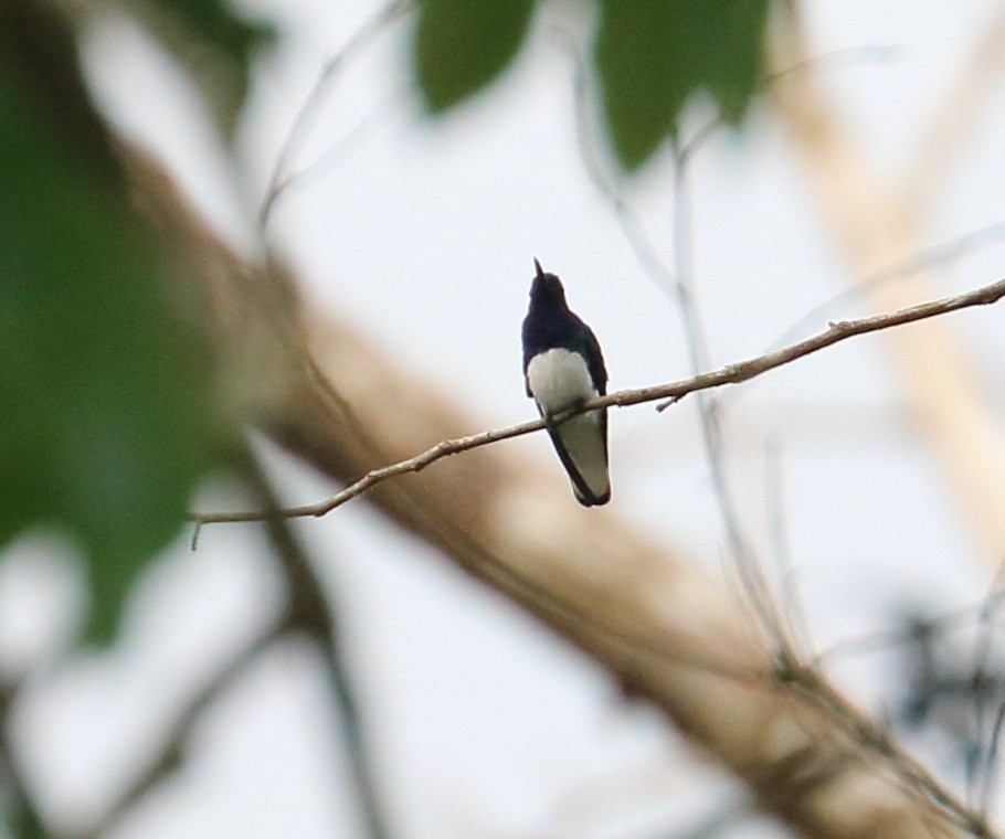 kolibřík bělokrký - ML616726362