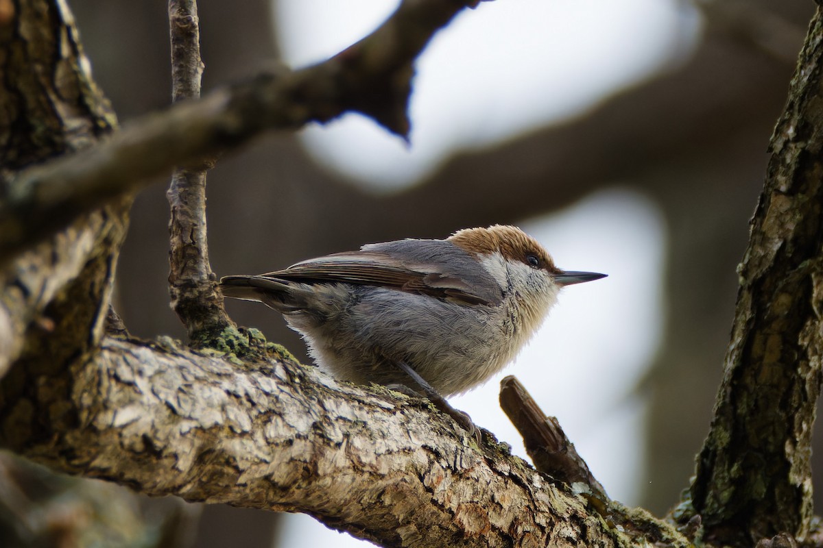 Brown-headed Nuthatch - ML616726400