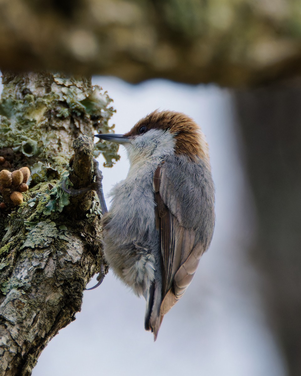 Brown-headed Nuthatch - ML616726401