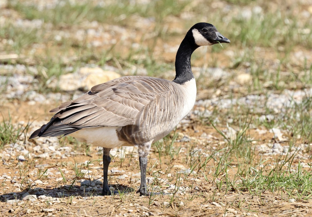 Cackling Goose (Richardson's) - ML616726446