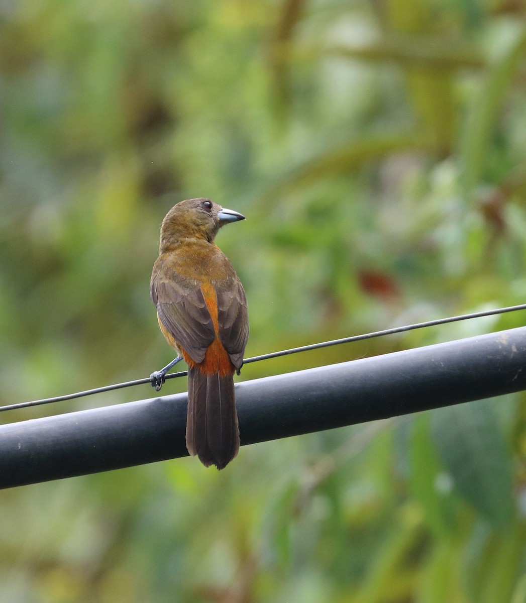 Scarlet-rumped Tanager - ML616726467