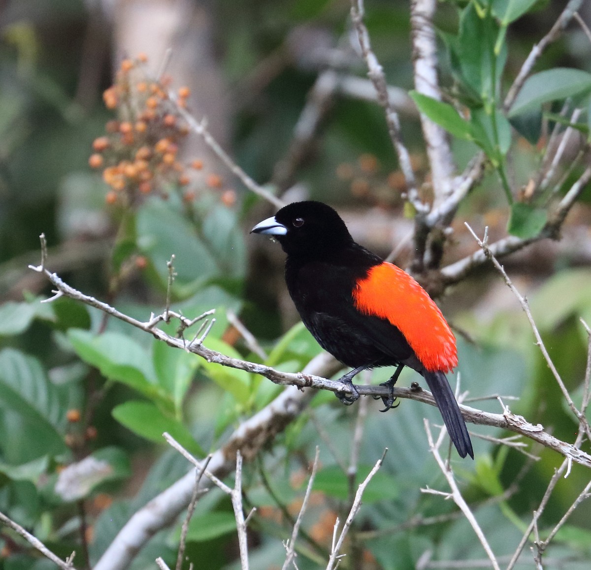 Scarlet-rumped Tanager - ML616726471
