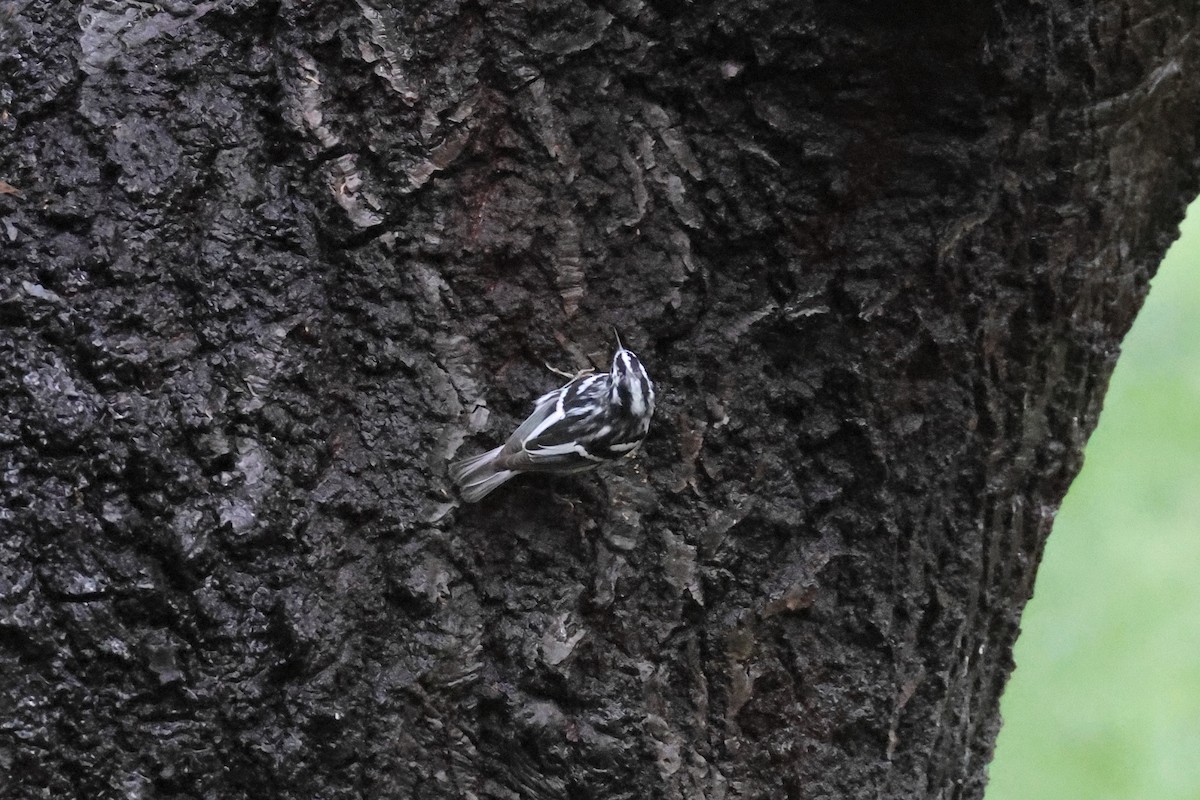 Black-and-white Warbler - ML616726500