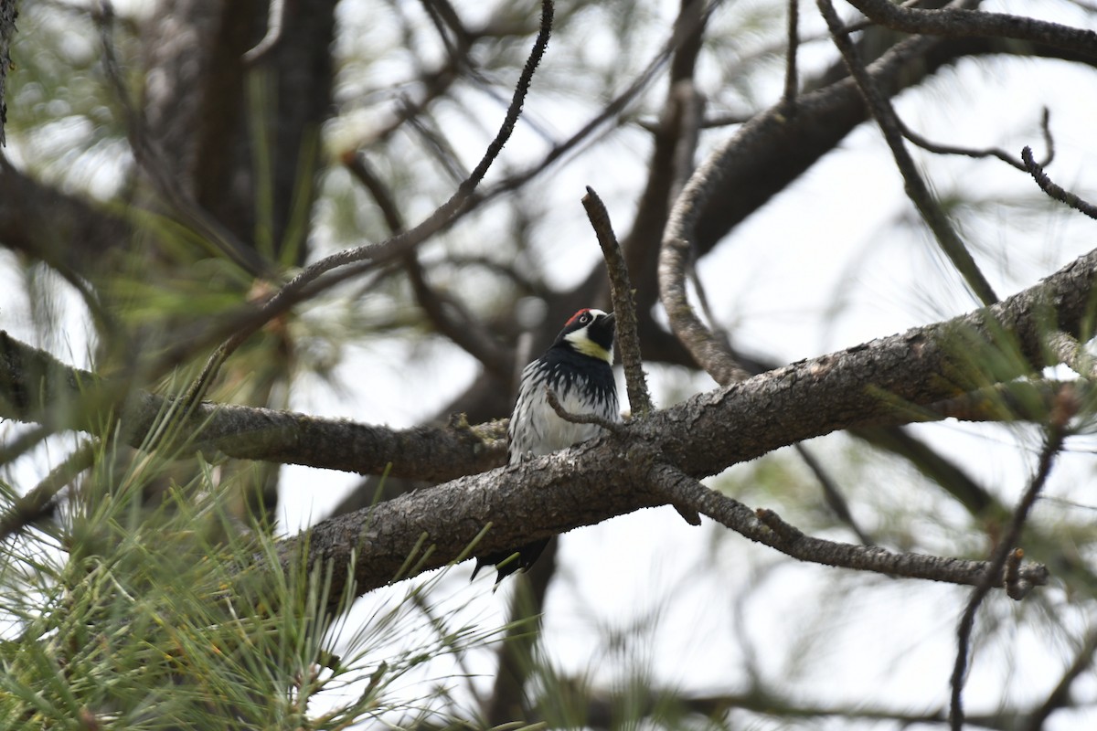 eBird Checklist - 31 Mar 2024 - Home - Tijeras, NM - 10 species