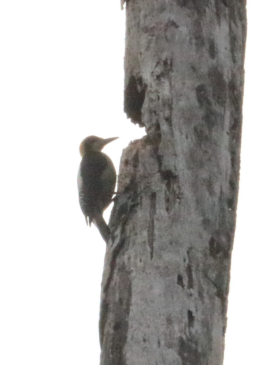Golden-naped Woodpecker - Braden Collard