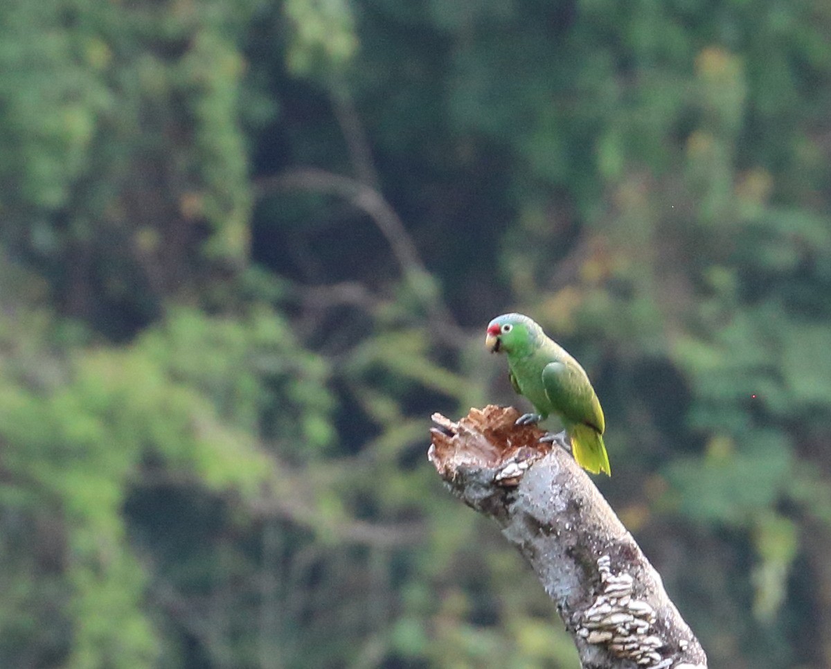 Red-lored Parrot - ML616726582