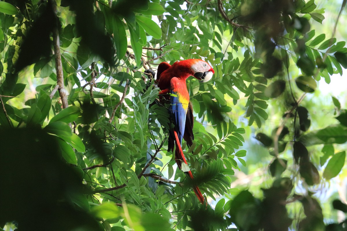 Scarlet Macaw - ML616726591