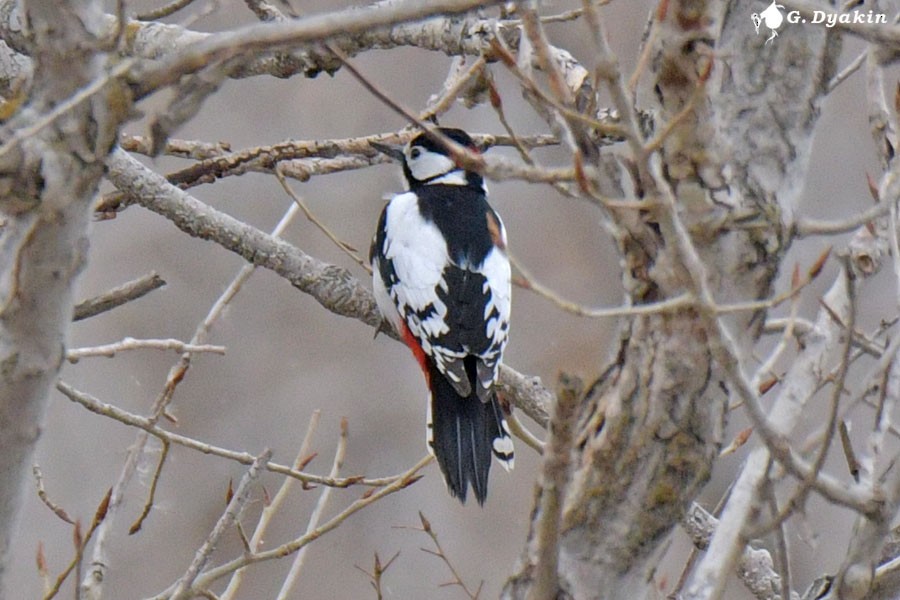 White-winged Woodpecker - Gennadiy Dyakin