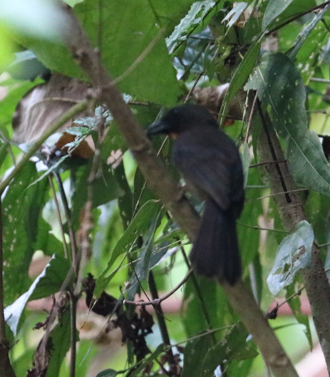 Black-cheeked Ant-Tanager - ML616726618