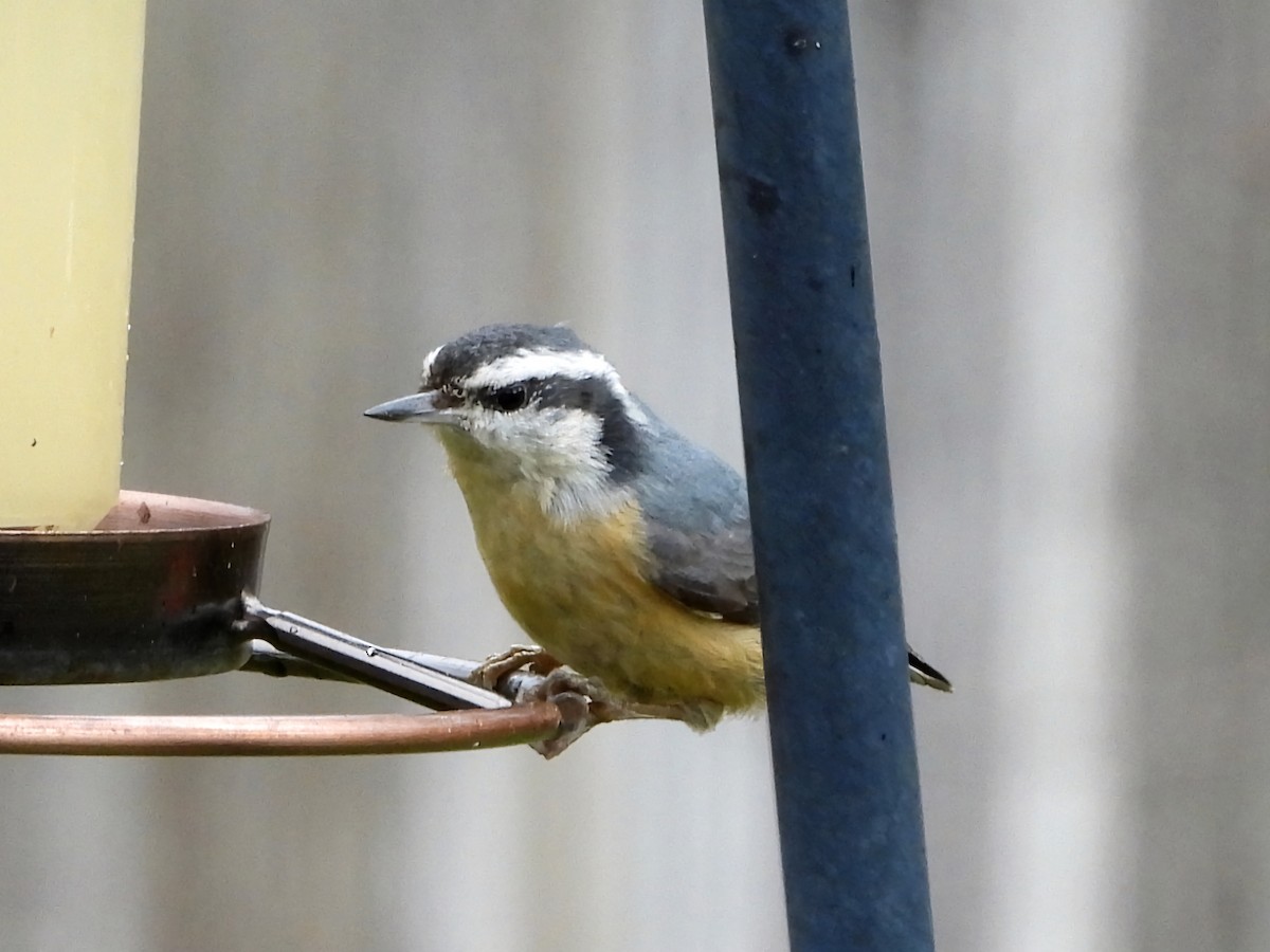 Red-breasted Nuthatch - ML616726632