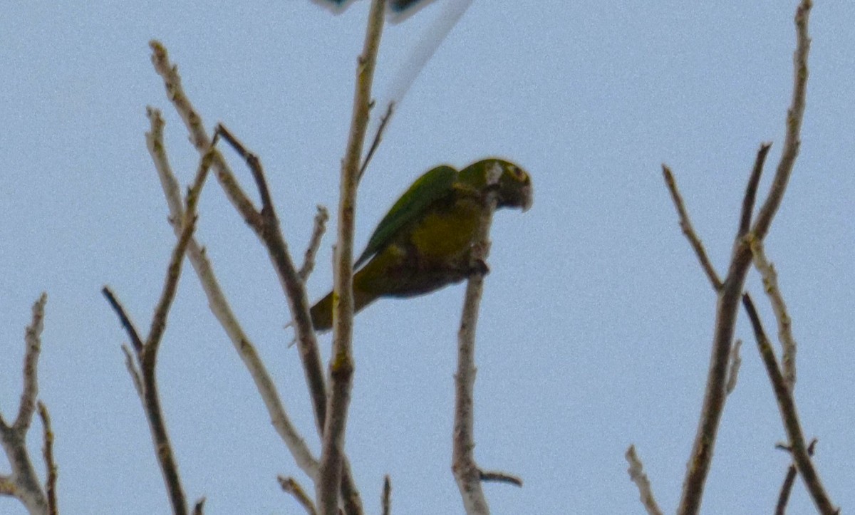 Olive-throated Parakeet - ML616726709