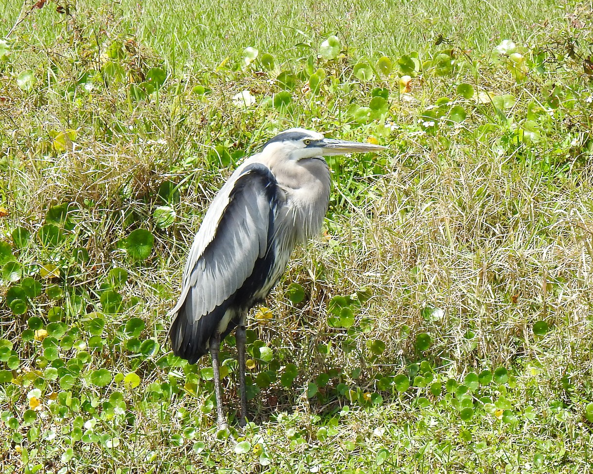 Great Blue Heron - Betsy McCully