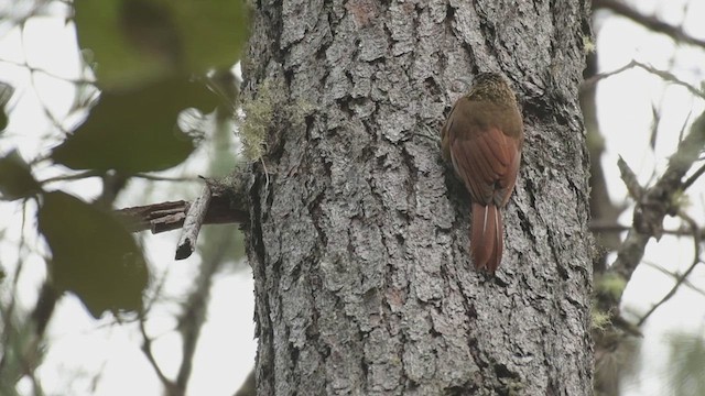 Strong-billed Woodcreeper (Central American) - ML616726775