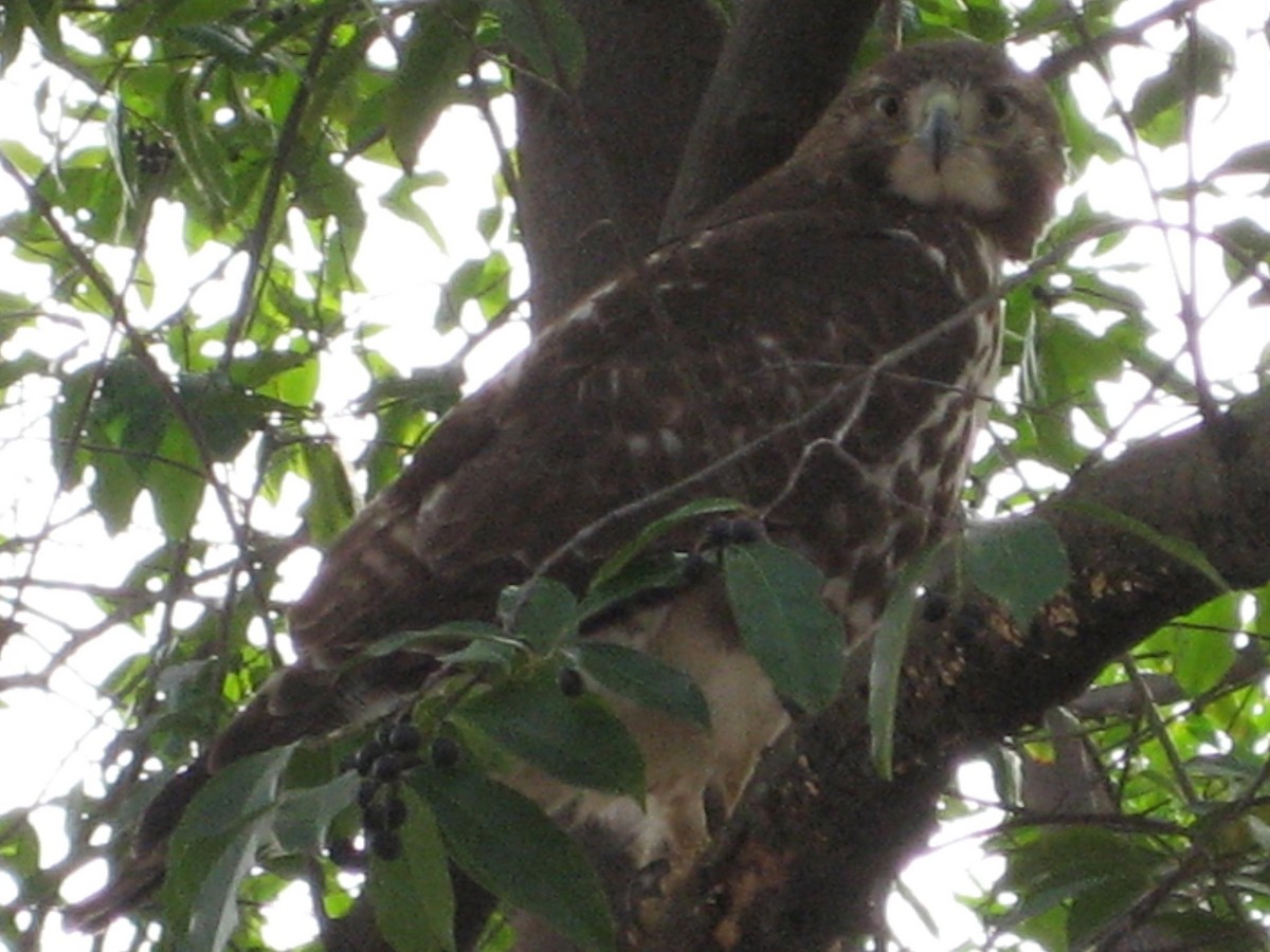 Red-tailed Hawk - ML616726846