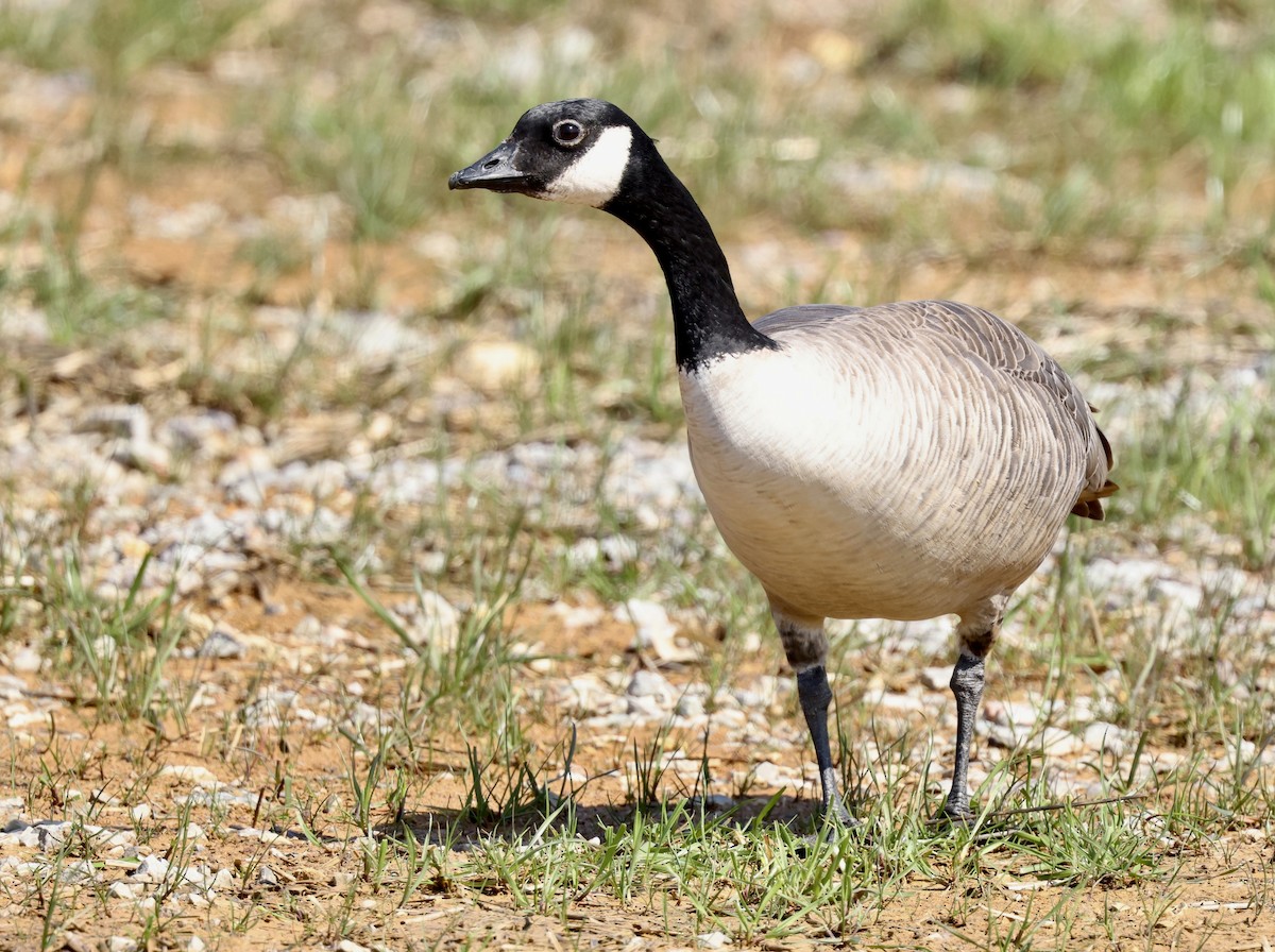 Cackling Goose (Richardson's) - ML616726857