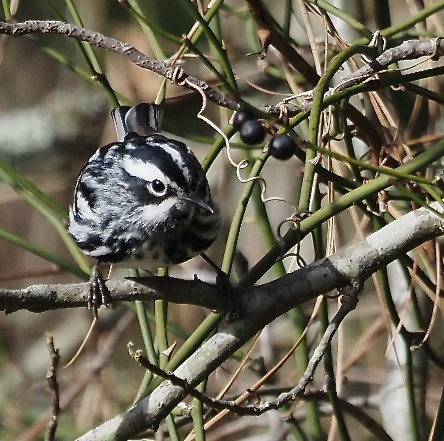 Black-and-white Warbler - ML616726881