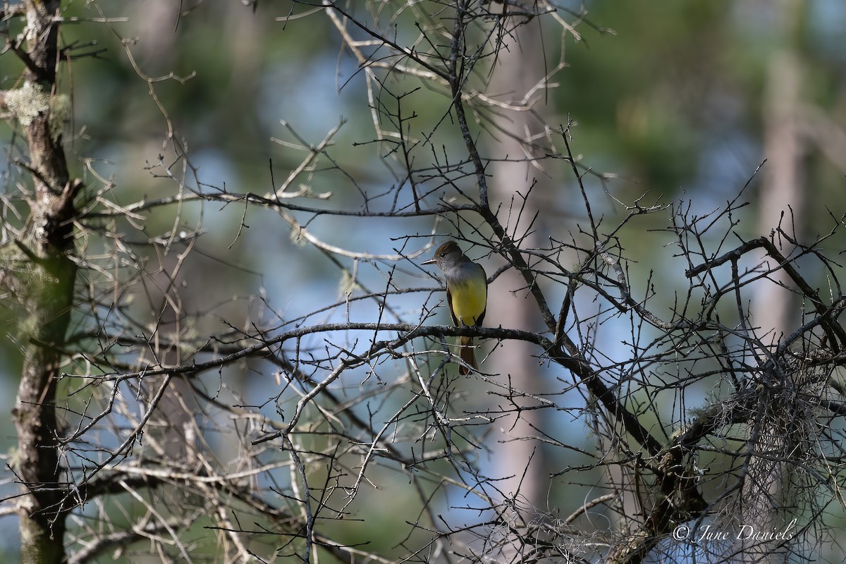 Great Crested Flycatcher - ML616726965