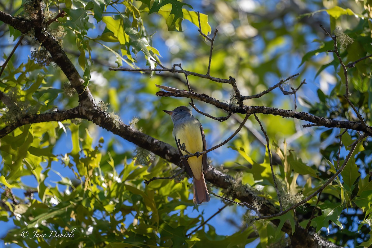 Great Crested Flycatcher - ML616726967