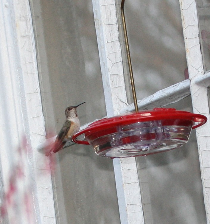 Rufous Hummingbird - ML616727039