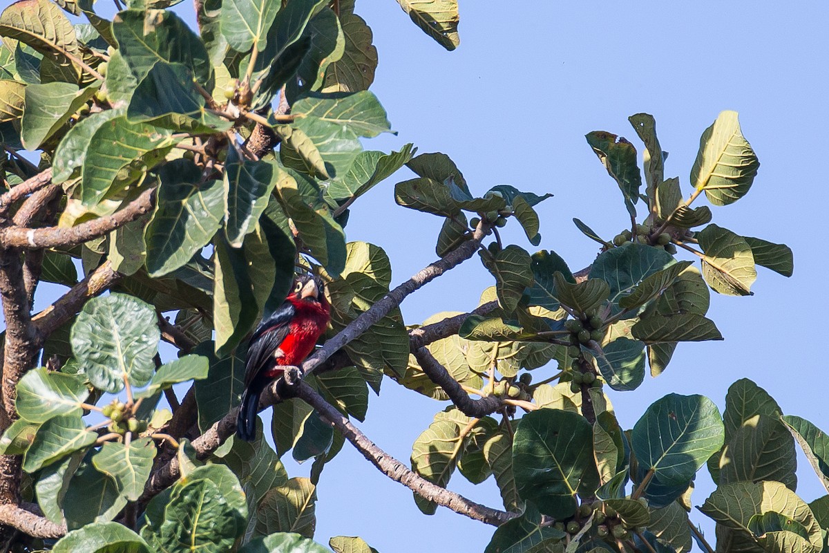 Double-toothed Barbet - ML616727090