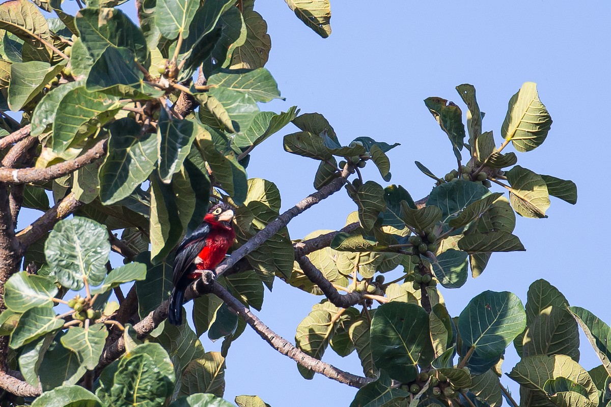 Double-toothed Barbet - ML616727091