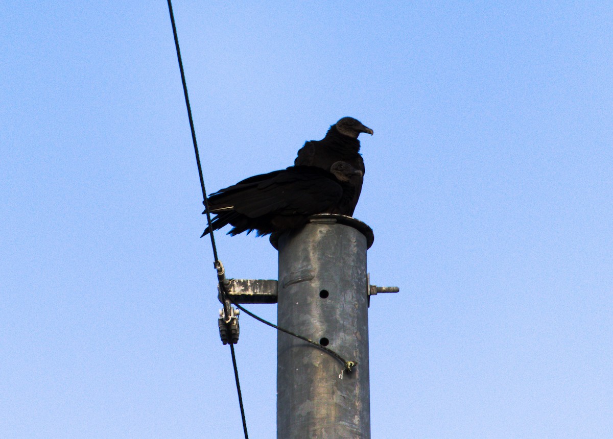 Black Vulture - ML616727102
