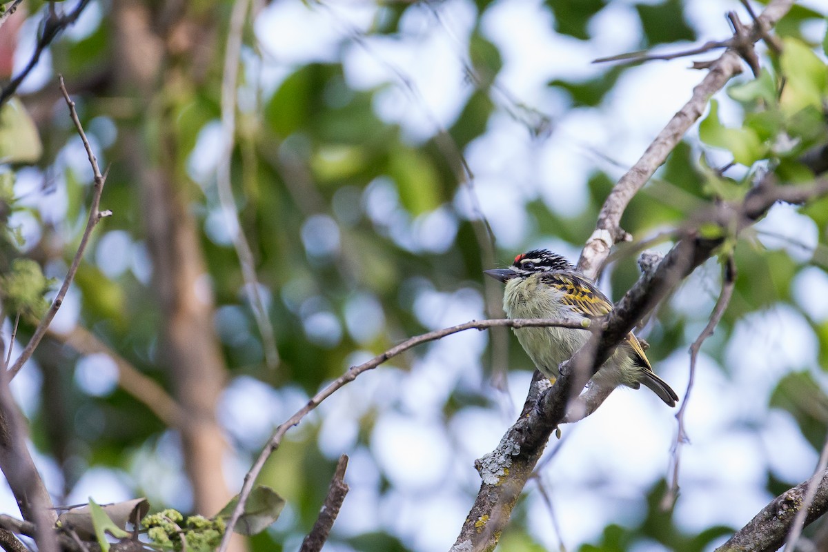 Red-fronted Tinkerbird - Anonymous