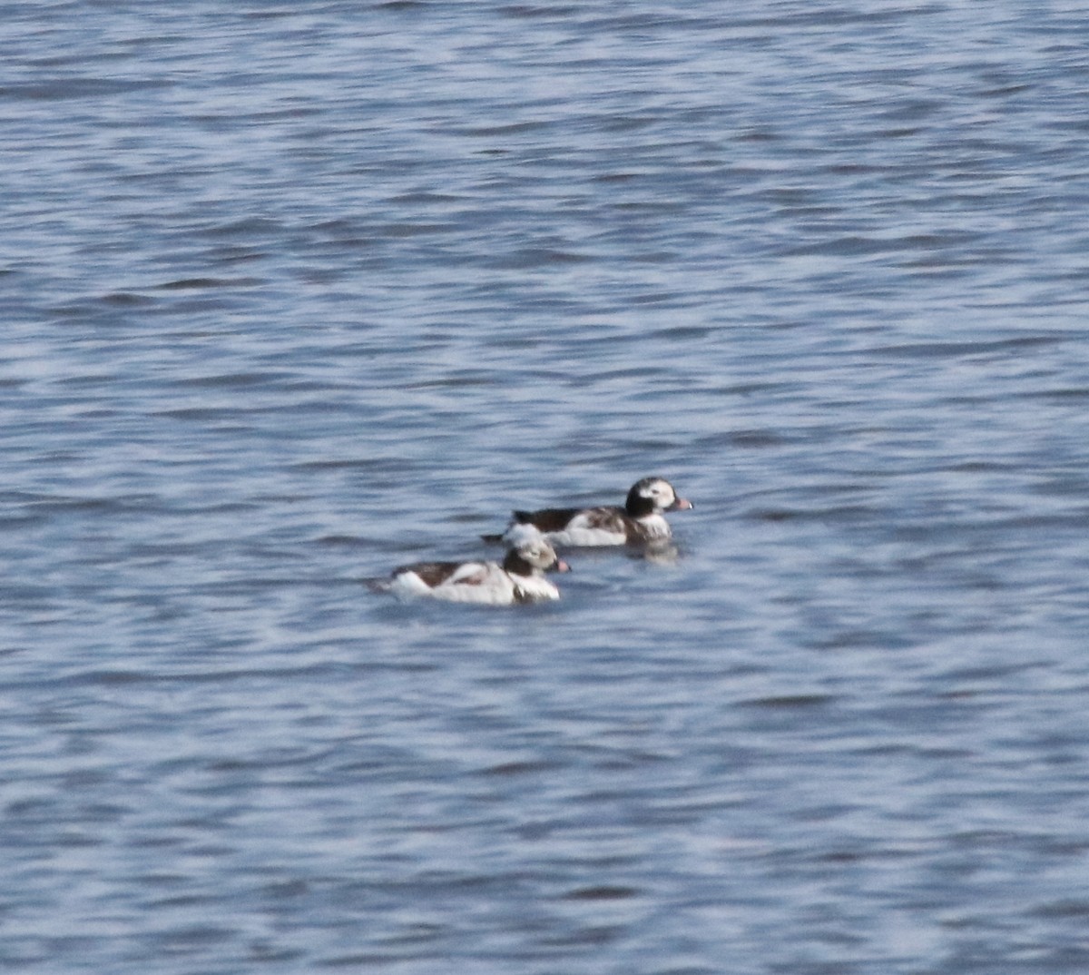 Long-tailed Duck - ML616727137