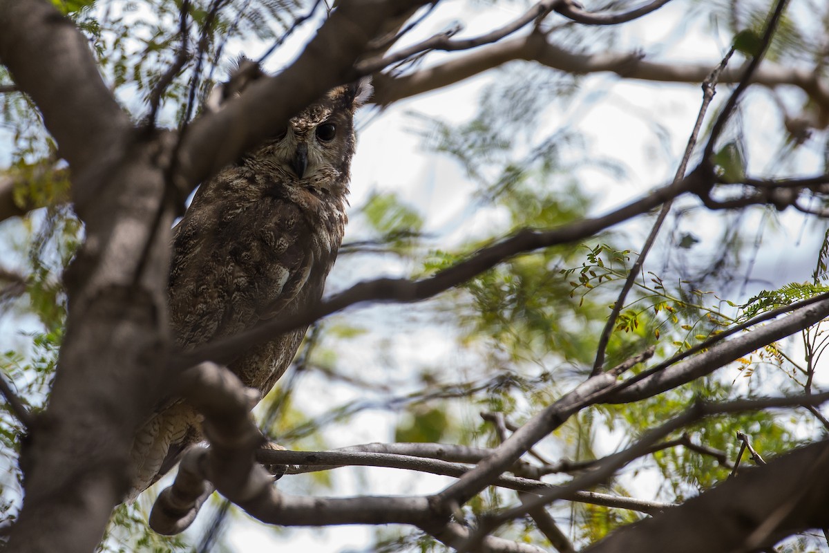 Grayish Eagle-Owl - ML616727174
