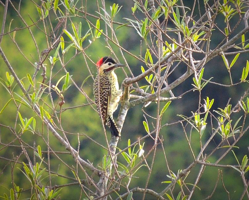 Green-barred Woodpecker - José Basso
