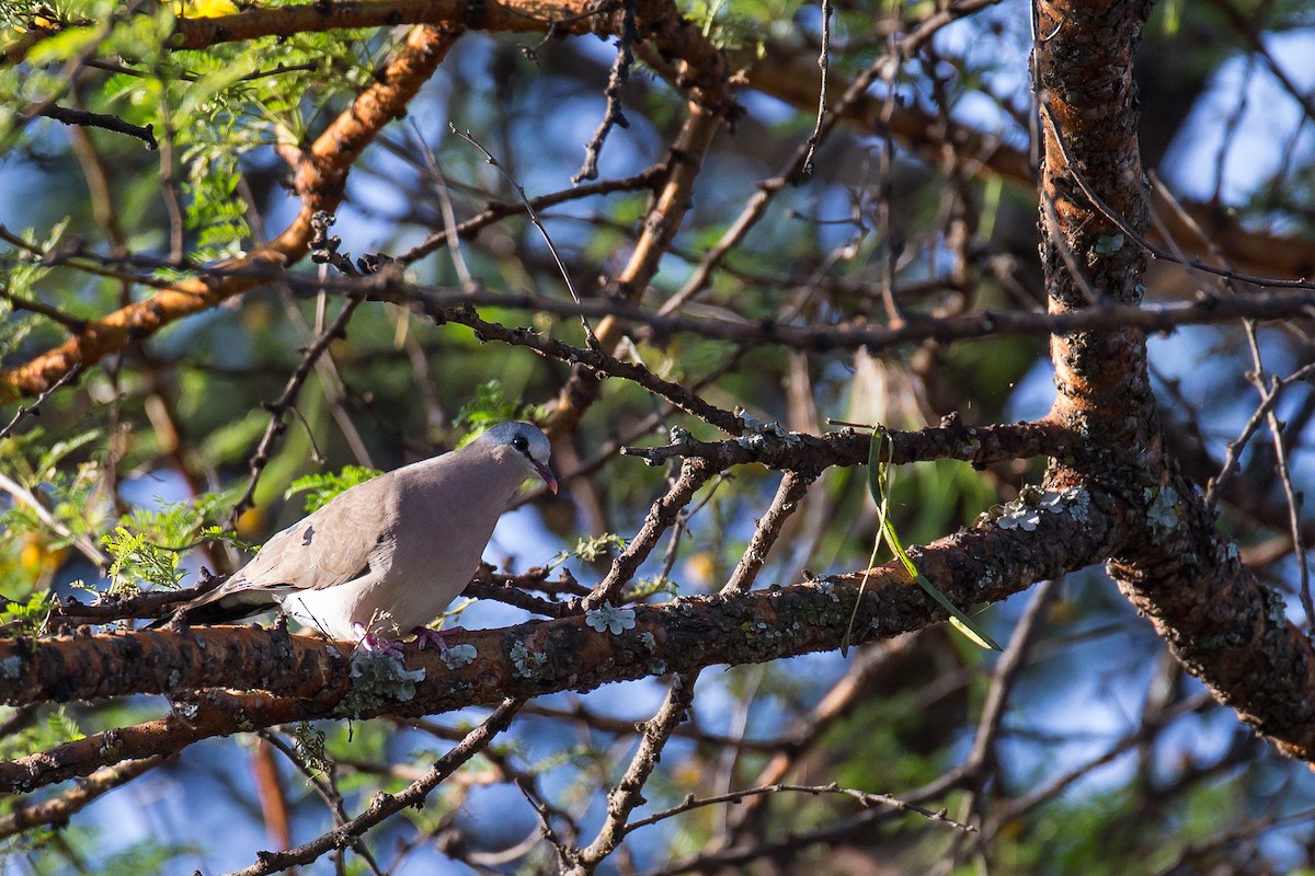 Blue-spotted Wood-Dove - ML616727414